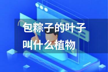 包粽子的叶子叫什么植物