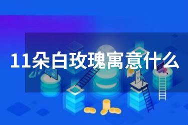11朵白玫瑰寓意什么