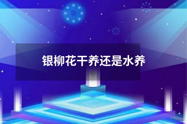 银柳花干养还是水养