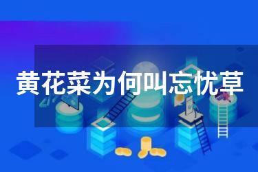 黄花菜为何叫忘忧草