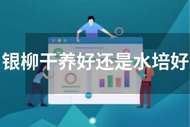 银柳干养好还是水培好