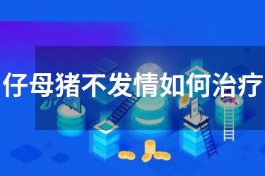 仔母猪不发情如何治疗